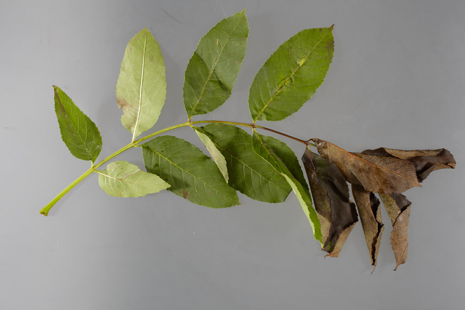 Chalara_ash_dieback_-_symptoms_-_29