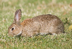 European Rabbit - Oryctolagus cuniculus 002