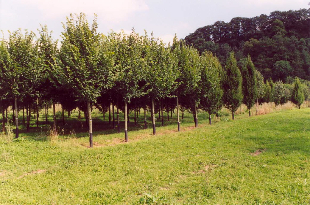 Tree Farm