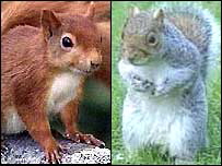 redandgrey_squirrels